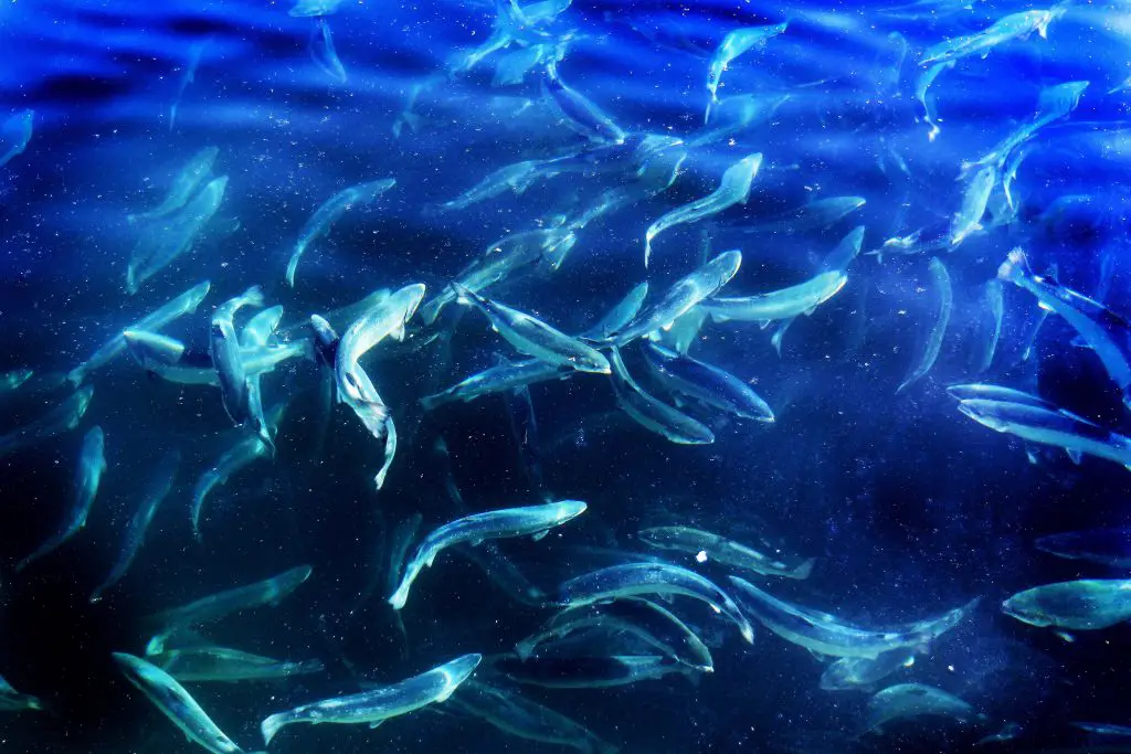 Lødingen Fishing a imposé 6 millions de frais 4 Lødingen Fishing a imposé 6 millions de frais - 3