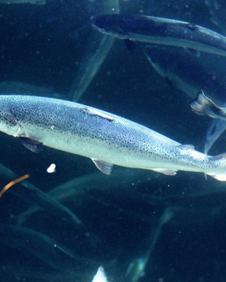 La Direction des pêches : - Très peu de poissons d'élevage en rivière 15 La Direction des pêches : - Très peu de poissons d'élevage en rivière - 14