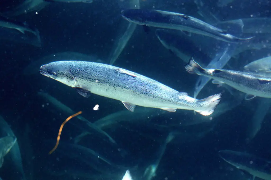 La Direction des pêches : - Très peu de poissons d'élevage en rivière 4 La Direction des pêches : - Très peu de poissons d'élevage en rivière - 3