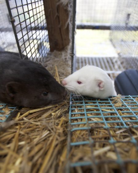 L'élevage d'animaux à fourrure reste majoritaire 26 L'élevage d'animaux à fourrure reste majoritaire - 25