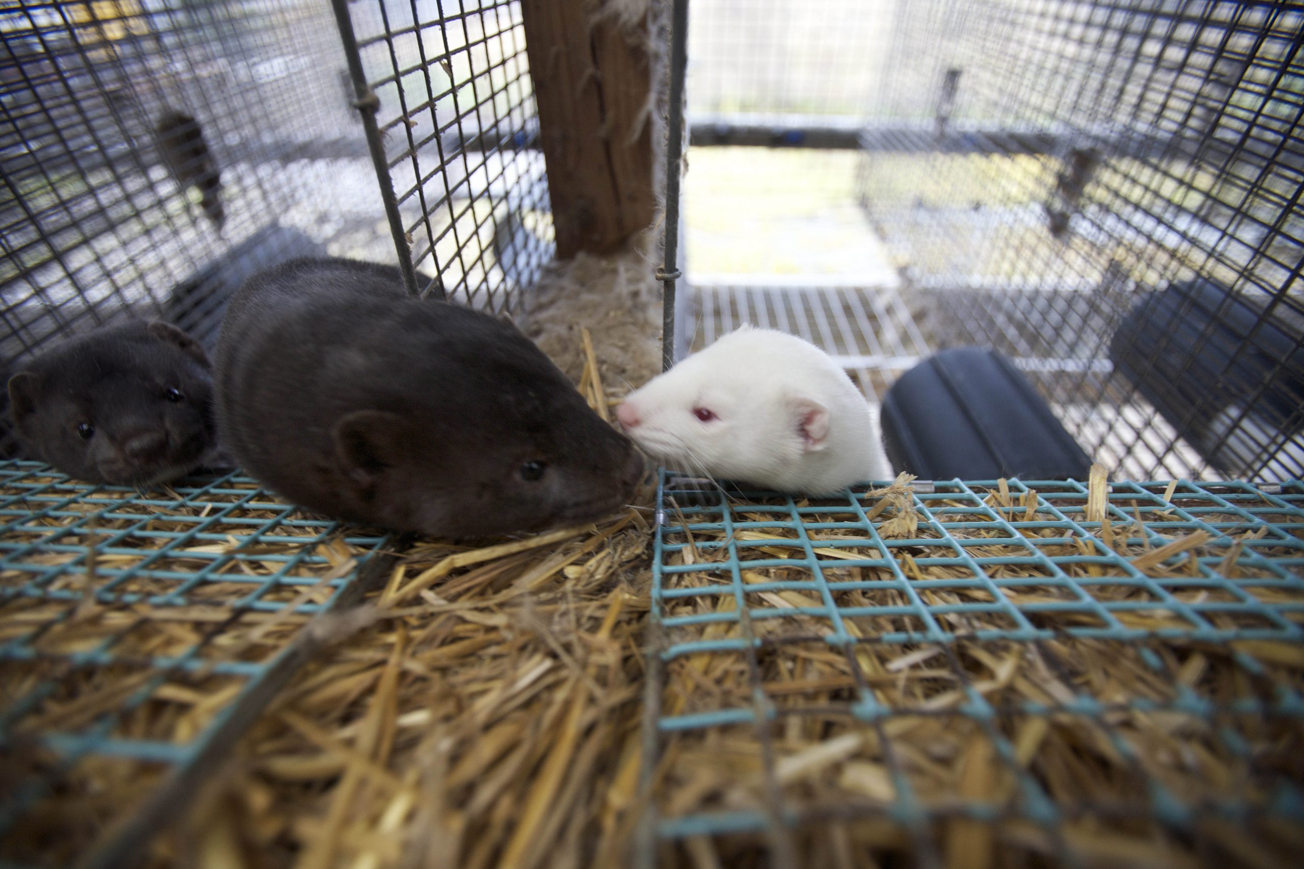 Sept femmes sur dix veulent interdire l'élevage d'animaux à fourrure 4 Sept femmes sur dix veulent interdire l'élevage d'animaux à fourrure - 3