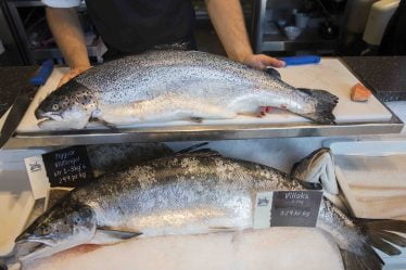 Certains résultats nutritionnels sont plus favorables chez les saumons d'élevage que chez ceux pêchés dans la nature - 16