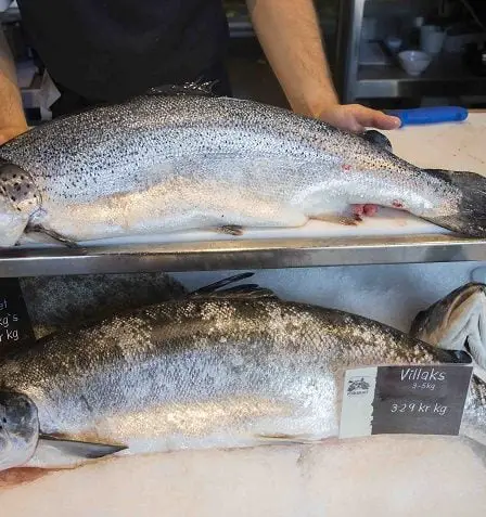 Certains résultats nutritionnels sont plus favorables chez les saumons d'élevage que chez ceux pêchés dans la nature - 20
