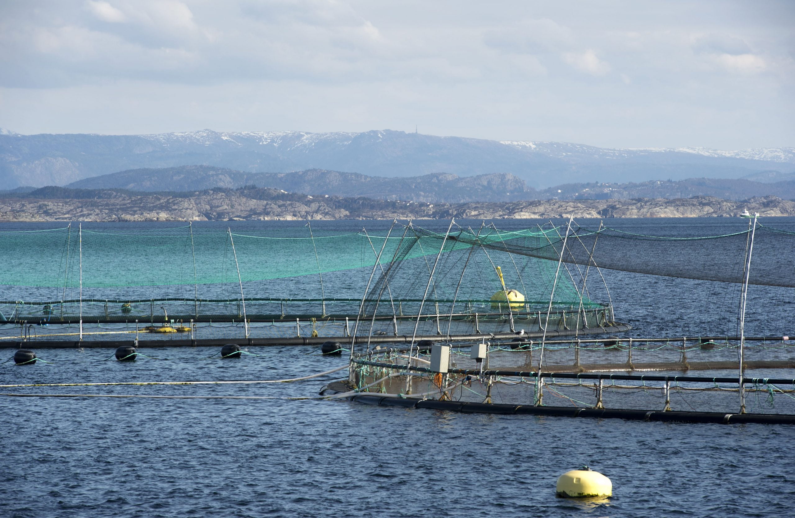 Lerøy a augmenté son chiffre d'affaires de 1 milliard au troisième trimestre 4 Lerøy a augmenté son chiffre d'affaires de 1 milliard au troisième trimestre - 3