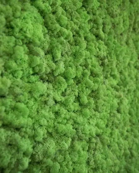 La demande de lichen norvégien décolle à l'étranger 10 La demande de lichen norvégien décolle à l'étranger - 9