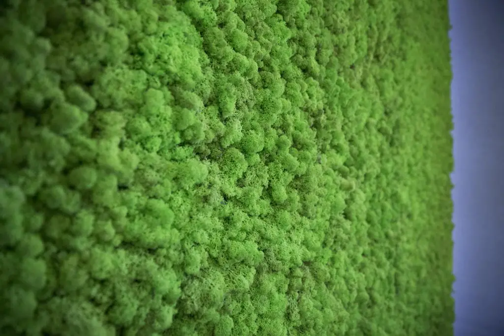 La demande de lichen norvégien décolle à l'étranger 4 La demande de lichen norvégien décolle à l'étranger - 3