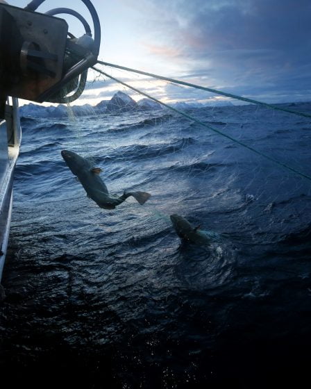 Nouvelle année record pour la flotte de pêche 8 Nouvelle année record pour la flotte de pêche - 7