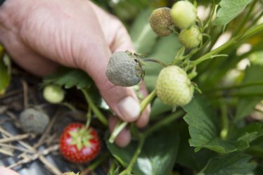 L'agriculture veut lutter contre les attaques de fraises en utilisant des pesticides interdits - 18