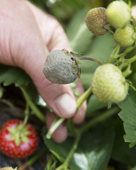 L'agriculture veut lutter contre les attaques de fraises en utilisant des pesticides interdits - 19