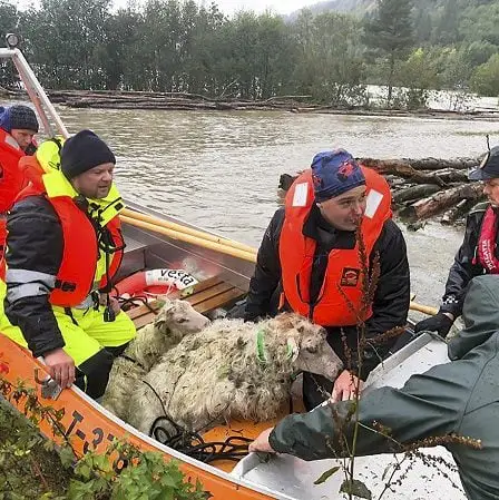 100 moutons sont morts après avoir été emportés par les eaux de crue à Surnadal 17 100 moutons sont morts après avoir été emportés par les eaux de crue à Surnadal - 16
