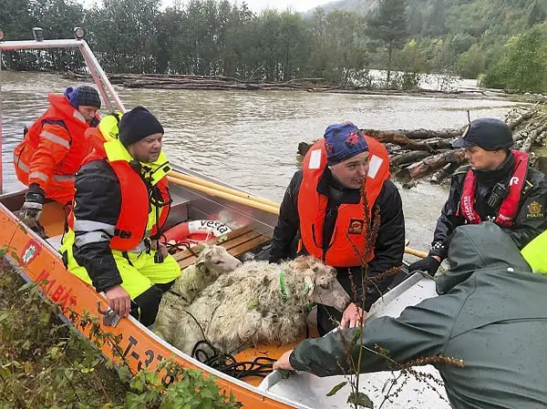 100 moutons sont morts après avoir été emportés par les eaux de crue à Surnadal 6 100 moutons sont morts après avoir été emportés par les eaux de crue à Surnadal - 5