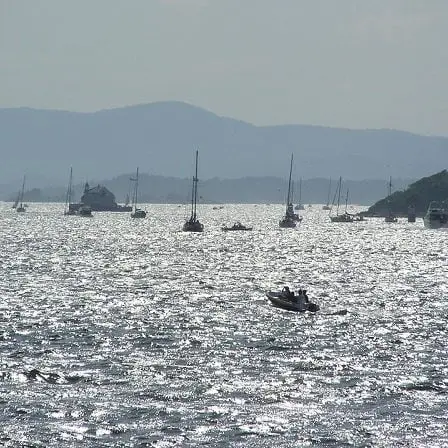 Plusieurs espèces d'insectes non indigènes découvertes autour du fjord d'Oslo - 7