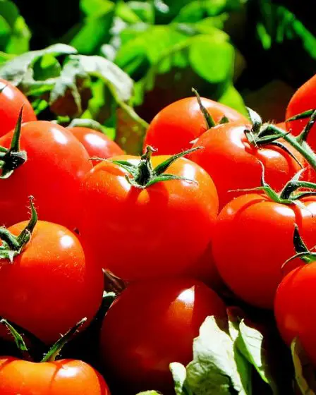 Utilisation réduite de pesticides chimiques sur les légumes de serre - 13