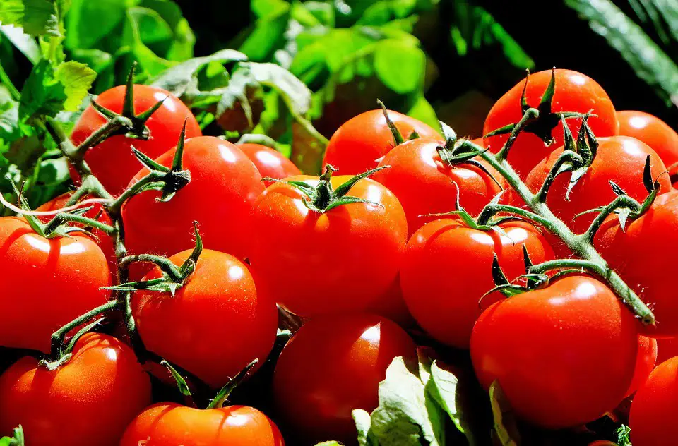 Utilisation réduite de pesticides chimiques sur les légumes de serre 4 Utilisation réduite de pesticides chimiques sur les légumes de serre - 3