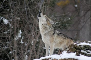 Le gouvernement dit oui à l'abattage d'une meute de loups - 16