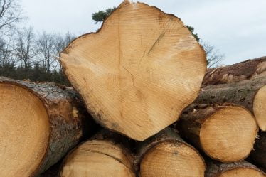 Plus de bois coupé malgré la baisse des prix - 16