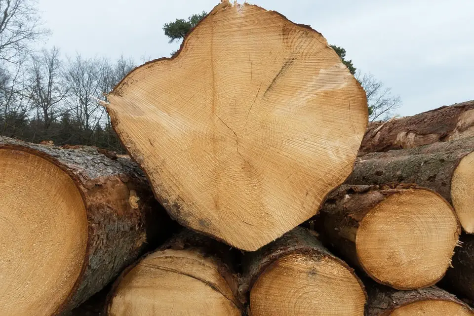 Plus de bois coupé malgré la baisse des prix - 3