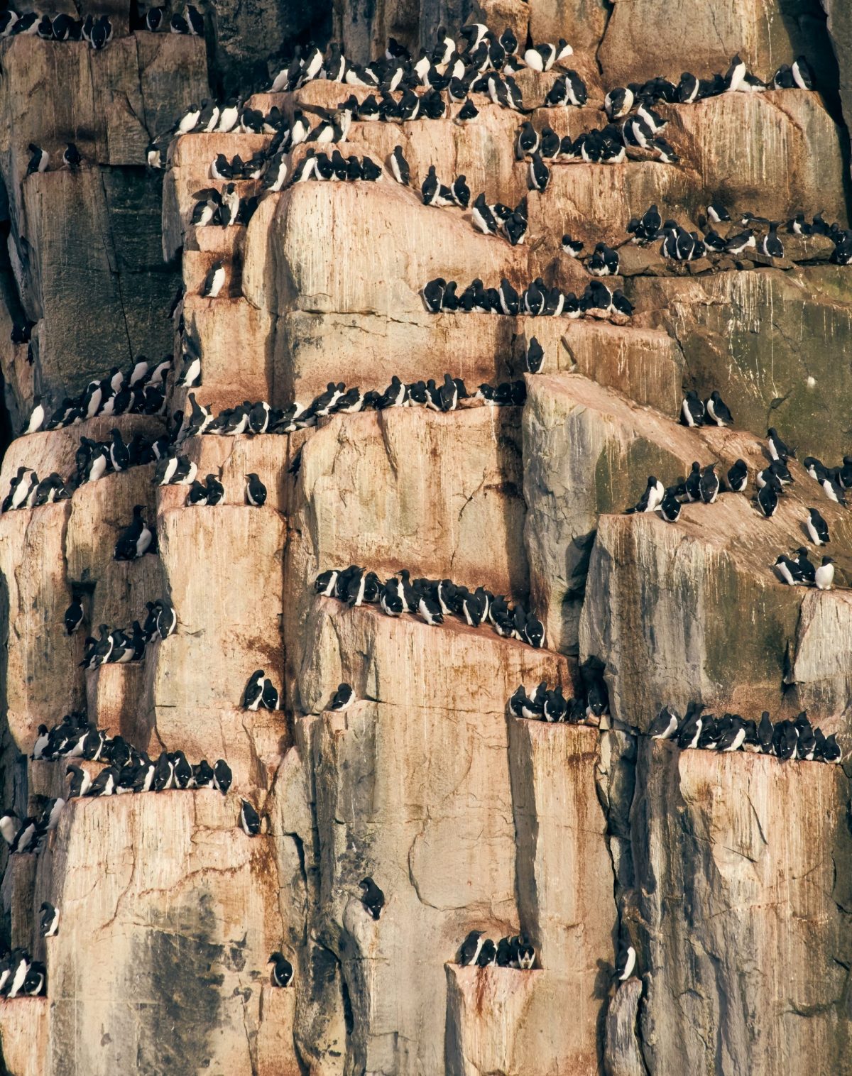 Oiseaux du Svalbard Guillemots à miroir