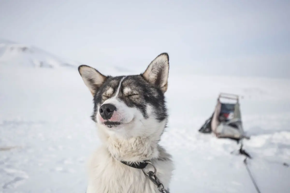 husky du Svalbard