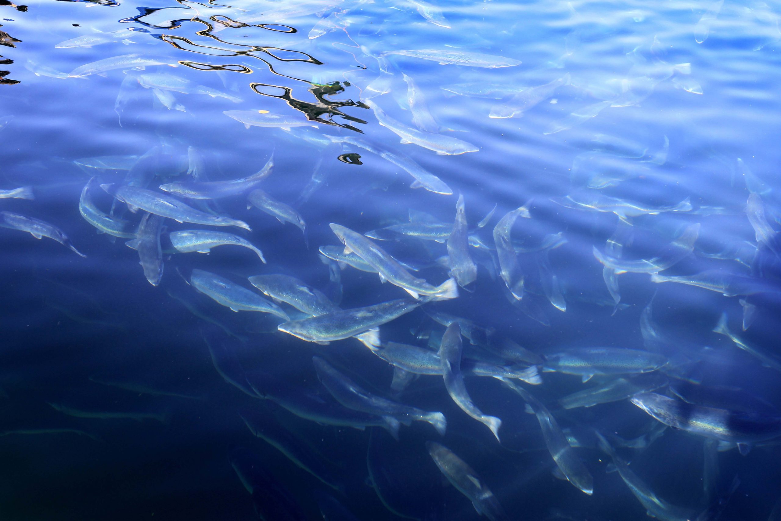 Marine Harvest accepte une amende pour les évasions de saumon 4 Marine Harvest accepte une amende pour les évasions de saumon - 3