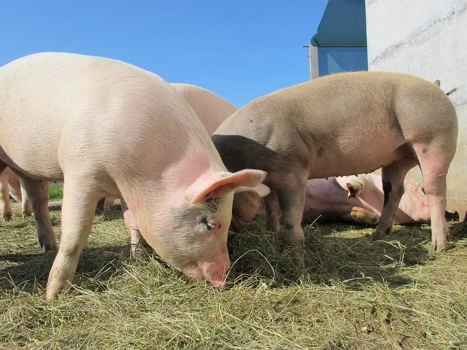 L'Autorité norvégienne de sécurité des aliments met en garde contre l'importation de porc d'Europe de l'Est 4 L'Autorité norvégienne de sécurité des aliments met en garde contre l'importation de porc d'Europe de l'Est - 3