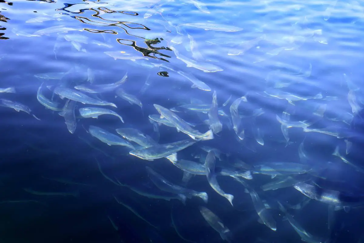 Institute of Marine Research : Un climat plus chaud entraîne plus de poux de saumon 4 Institute of Marine Research : Un climat plus chaud entraîne plus de poux de saumon - 3