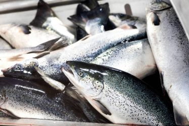 Le prix à l'exportation du saumon frais de Norvège a augmenté de 9,3% la semaine dernière - 10