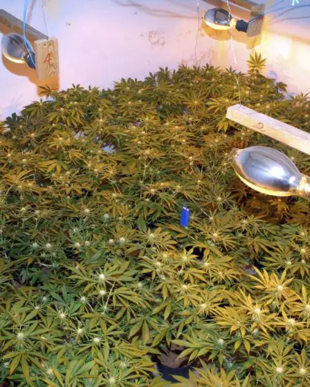 Les pompiers découvrent une grande plantation de cannabis en éteignant l'incendie d'une maison à Nærbø - une personne inculpée 20 Les pompiers découvrent une grande plantation de cannabis en éteignant l'incendie d'une maison à Nærbø - une personne inculpée - 19