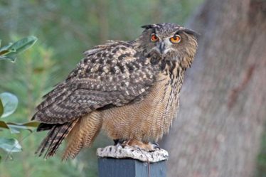 Un hibou grand-duc peut contrecarrer l'énergie éolienne - Norway Today - 20