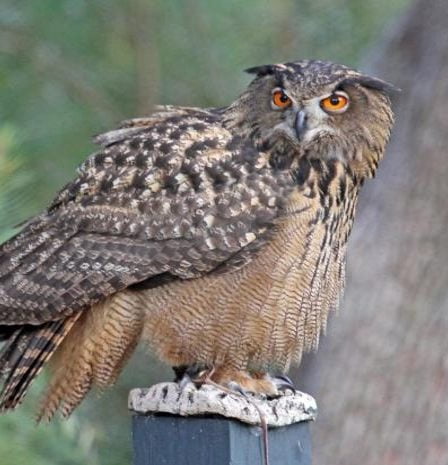Un hibou grand-duc peut contrecarrer l'énergie éolienne - Norway Today 5 Un hibou grand-duc peut contrecarrer l'énergie éolienne - Norway Today - 4