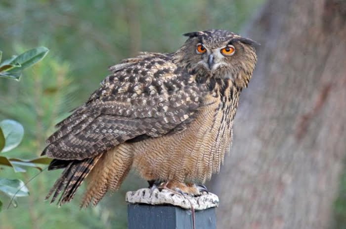 Un hibou grand-duc peut contrecarrer l'énergie éolienne - Norway Today 4 Un hibou grand-duc peut contrecarrer l'énergie éolienne - Norway Today - 3