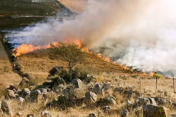 Plusieurs feux d'herbe à Oslo que la police soupçonne d'incendie criminel 4 Plusieurs feux d'herbe à Oslo que la police soupçonne d'incendie criminel - 3