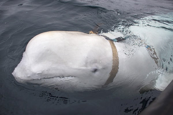 La Direction des pêches demande aux gens d'arrêter de chercher la "baleine espion" 6 La Direction des pêches demande aux gens d'arrêter de chercher la "baleine espion" - 5