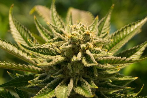 Le Norwegian Oil Fund vend du cannabis 6 Le Norwegian Oil Fund vend du cannabis - 5