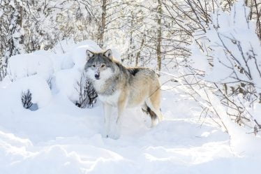 Se plaint d'un quota de loups supplémentaire - Norway Today - 16