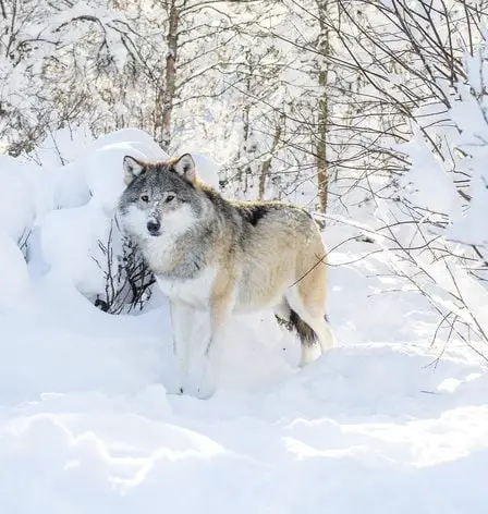 Se plaint d'un quota de loups supplémentaire - Norway Today 12 Se plaint d'un quota de loups supplémentaire - Norway Today - 11