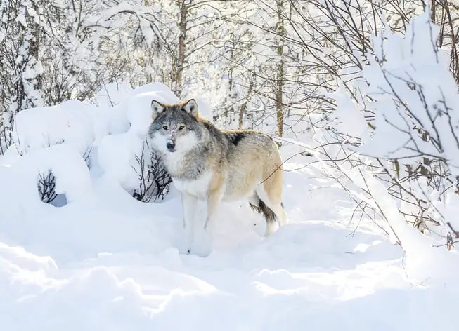Se plaint d'un quota de loups supplémentaire - Norway Today 6 Se plaint d'un quota de loups supplémentaire - Norway Today - 5