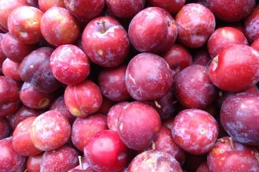 Les agriculteurs norvégiens s'attendent à une saison de prune record - 16