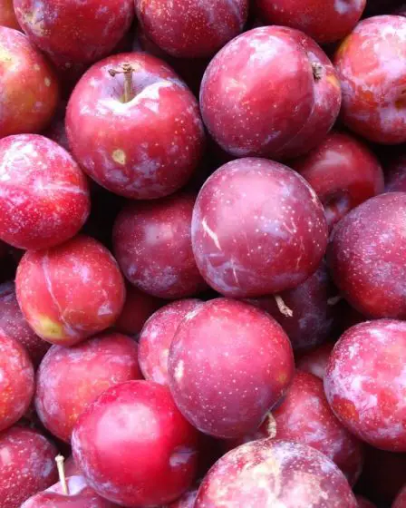 Les agriculteurs norvégiens s'attendent à une saison de prune record - 16