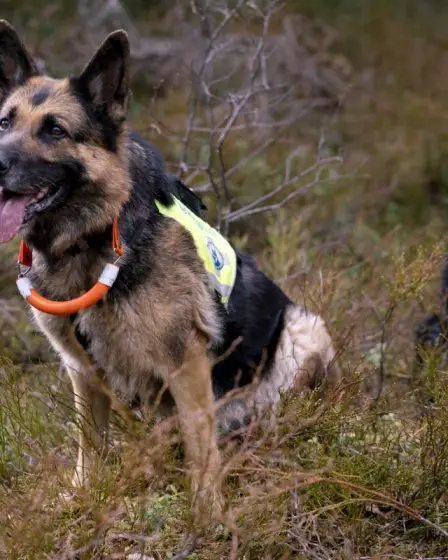 Un mort retrouvé à Stange 2 Un mort retrouvé à Stange - 1