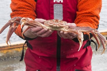 Le crabe des neiges et le saumon ont contribué à la croissance des exportations norvégiennes de produits de la mer en avril - 18