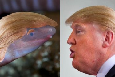 Nomme l'amphibium aveugle d'après Donald Trump - 16