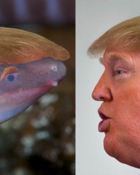 Nomme l'amphibium aveugle d'après Donald Trump 5 Nomme l'amphibium aveugle d'après Donald Trump - 4