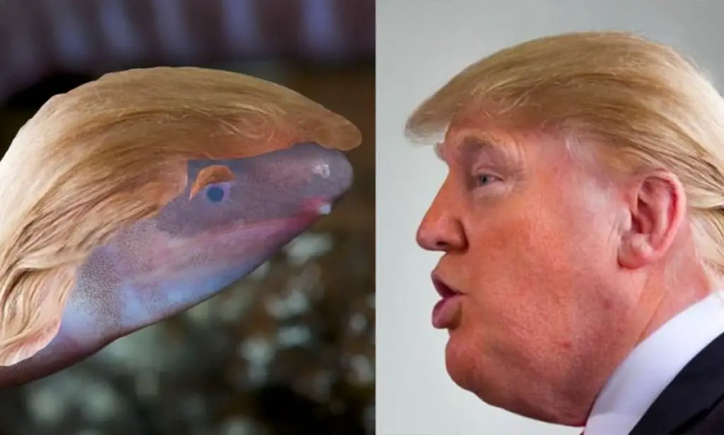 Nomme l'amphibium aveugle d'après Donald Trump 4 Nomme l'amphibium aveugle d'après Donald Trump - 3