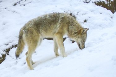 400 chiens tués par des loups depuis 1995 - 16