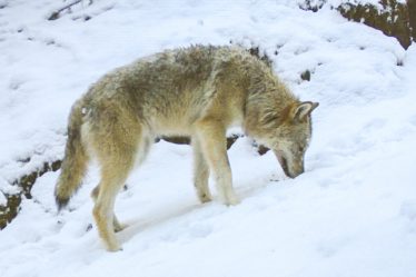 400 chiens tués par des loups depuis 1995 - 8