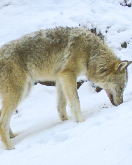 400 chiens tués par des loups depuis 1995 9 400 chiens tués par des loups depuis 1995 - 8
