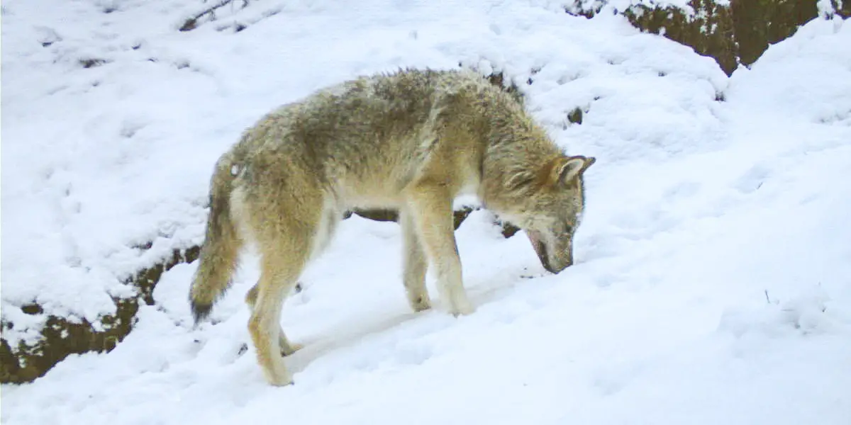 400 chiens tués par des loups depuis 1995 4 400 chiens tués par des loups depuis 1995 - 3