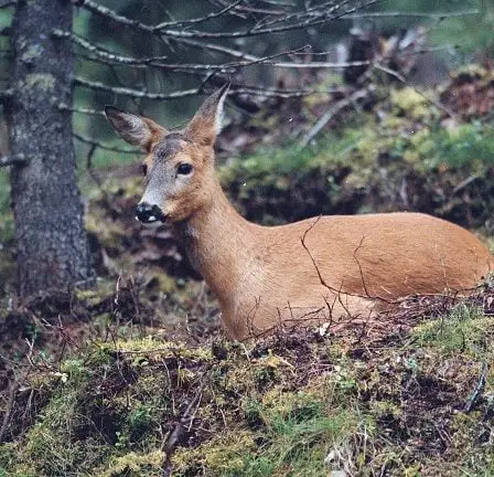 Un braconnier condamné à regarder "Bambi" 15 fois 21 Un braconnier condamné à regarder "Bambi" 15 fois - 20