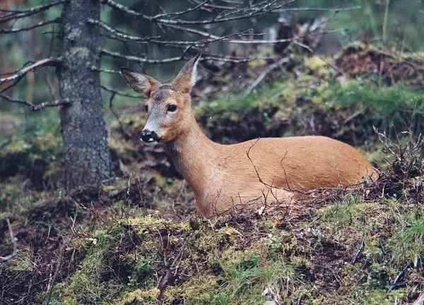 Un braconnier condamné à regarder "Bambi" 15 fois 4 Un braconnier condamné à regarder "Bambi" 15 fois - 3